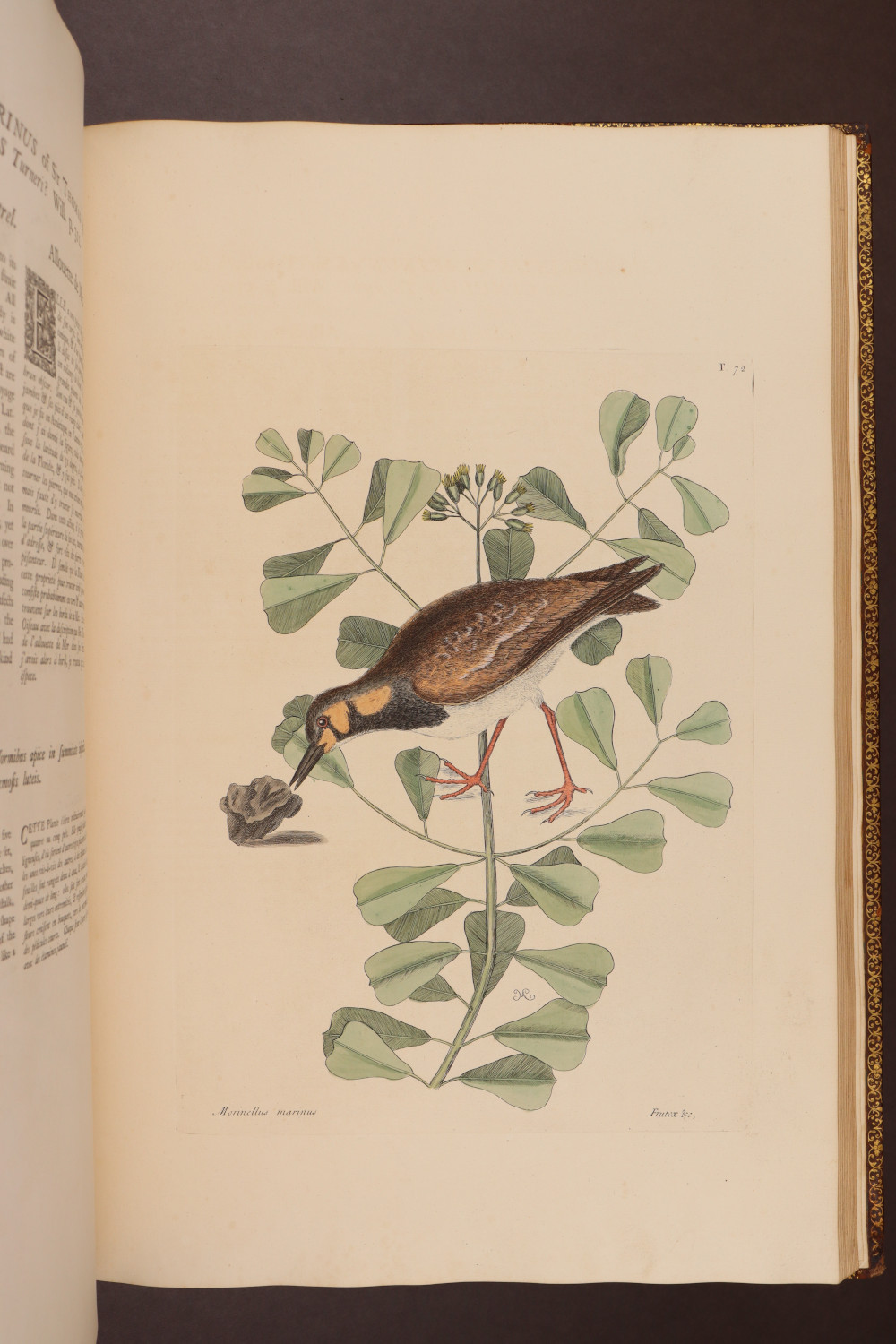 Plate 72